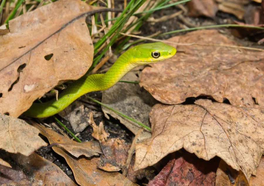Rough green snake (Opheodrys aestivus, family- Colubridae) in fallen leaves on a nature trail in a wildlife preserve in Bristol, Maryland USA. This species is sometimes referred to as grass snake, or green grass snake. (BobMcLeanLLC | Getty Images)