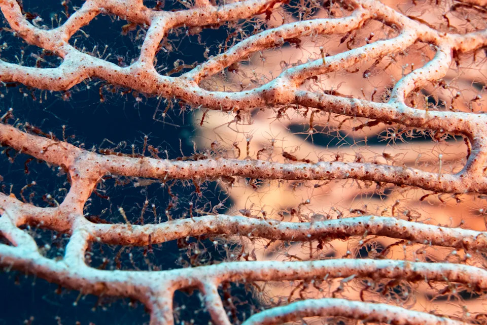 Thousands of tiny shrimps cling to a branching section of coral.
