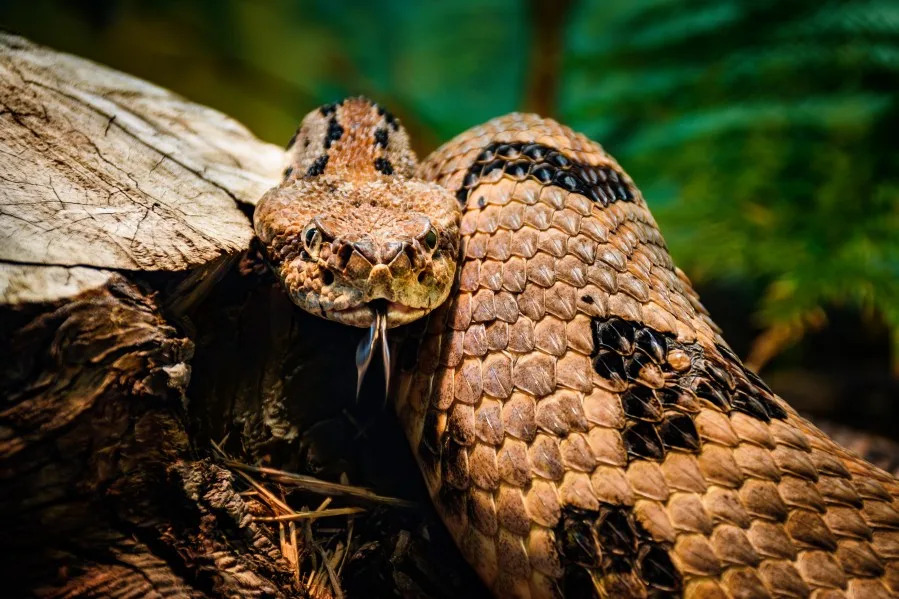 The timber rattlesnake sniffing surroundings with its tongue out and looking directly into the camera. The timber rattlesnake was one of the symbols of the American Revolution. Today, it is the state reptile of West Virginia. (Zocha_K | Getty Images)