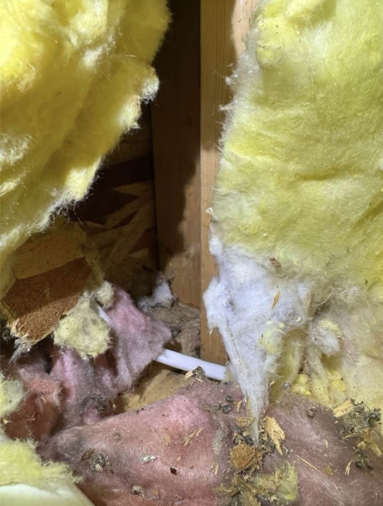 The millennial said tons of mold were found in the insulation of the house. Kennedy News/@applfrittr11