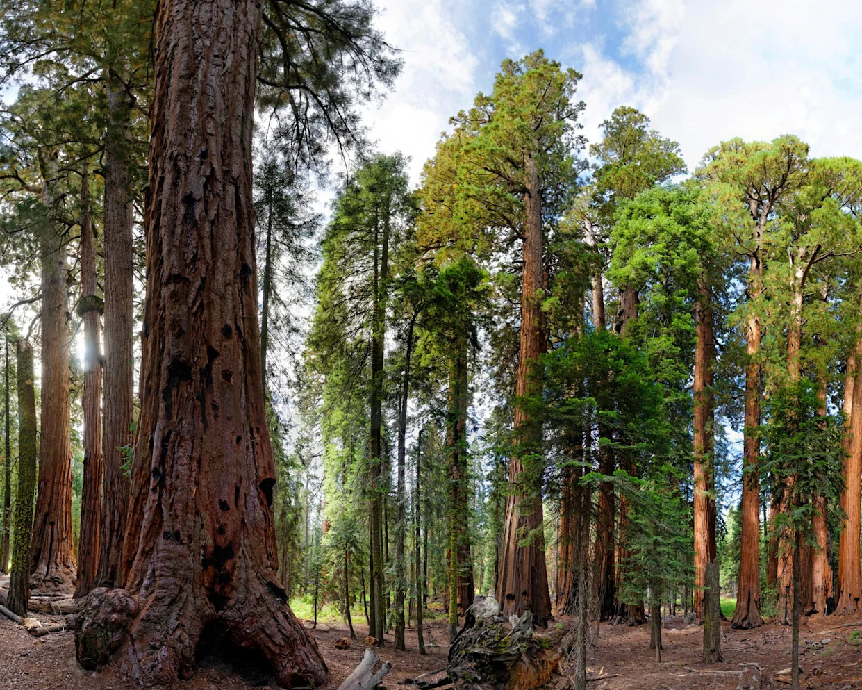 <span>Giant sequoia trees in Sequoia national park, California.</span><span>Photograph: Michael Rucker/Getty Images/imageBROKER RF</span>