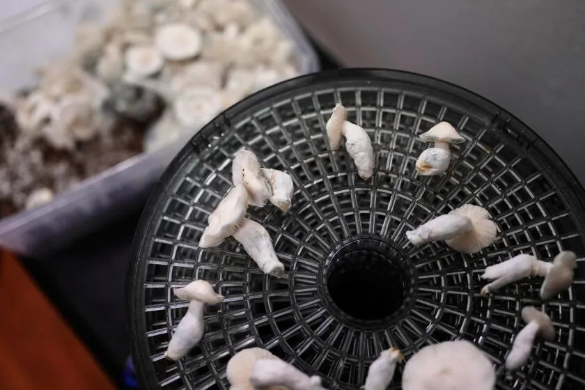 Psilocybin — the drug in 'magic mushrooms' — could see federal restrictions loosened