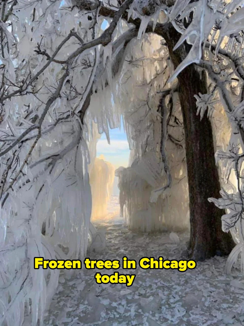 Tree branches and ground covered in heavy icicles, creating a natural ice archway with a glimpse of clear sky in the distance
