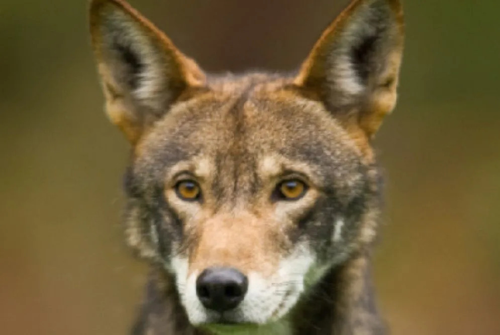 Foushee, Murphy introduce resolution to protect North Carolina’s endangered red wolves