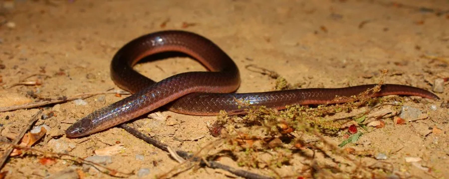 Eastern wormsnake, Carphophis amoenus. (Zoonar RF | Getty Images)