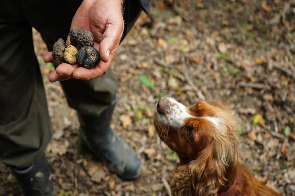 Perros truferos: Las narices más valiosas de la gastronomía y las razas más usadas