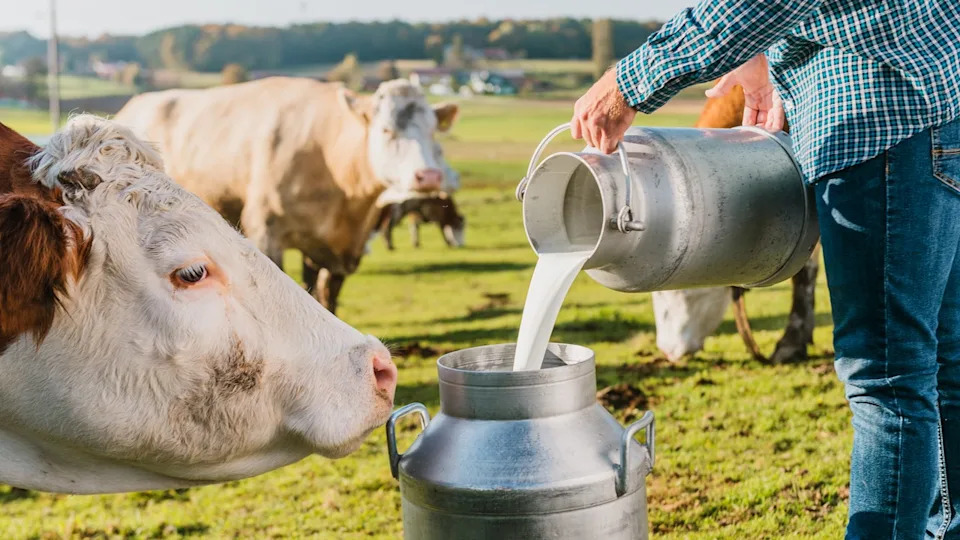 Six dead in dairy accident in rural Colorado plains area