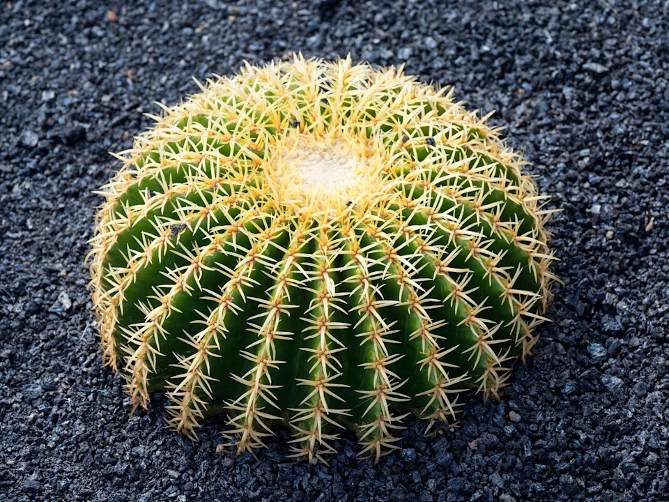 Round cactus with yellow-tipped spines growing symmetrically on a dark gravel surface