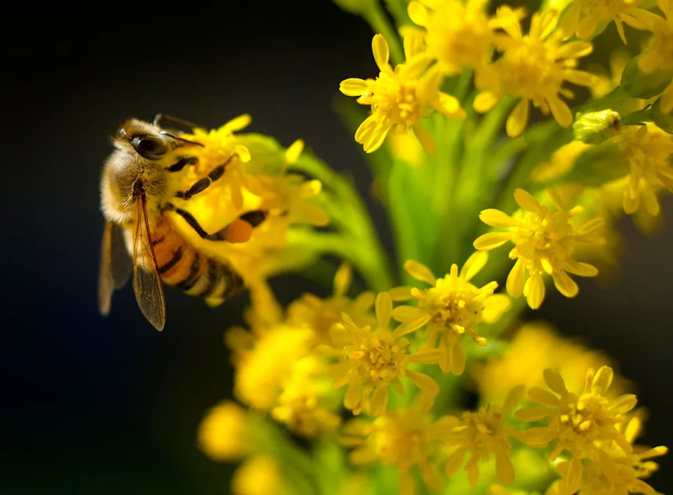 A bee collects pollen and nectar from recently planted Goldenrod at Pan's Garden at the Preservation Foundation of Palm Beach Saturday November 24, 2018 in Palm Beach. When the new director of horticulture Susan Lerner started last summer, one of her priorities was to plant native plants to attract butterflies and bees.