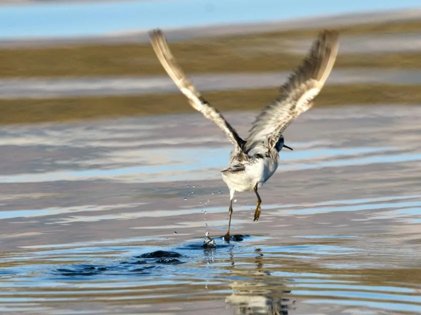 A bird, with wings spread, on the surface of a lake