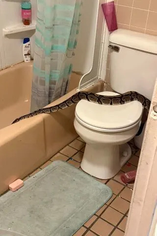 Derry, NH Police Department/Facebook 5-ft. python discovered in the bathroom of a New Hampshire apartment