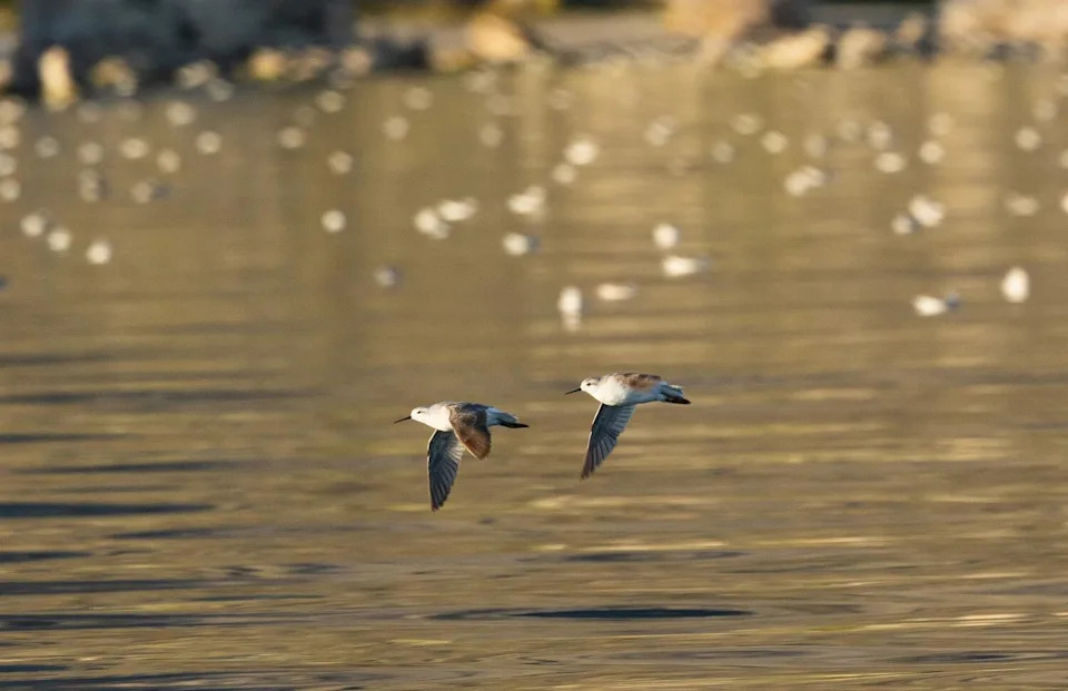 A pair of birds in flight over a lake