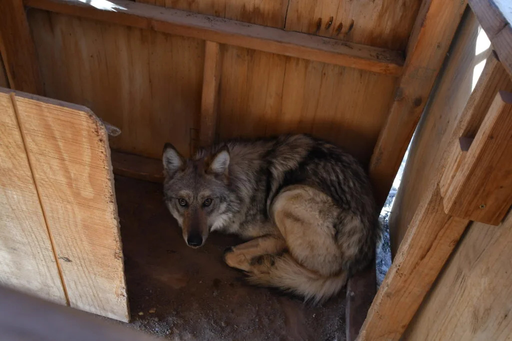 Conservation groups herald release of Asha the wolf and her pups into New Mexico wilderness