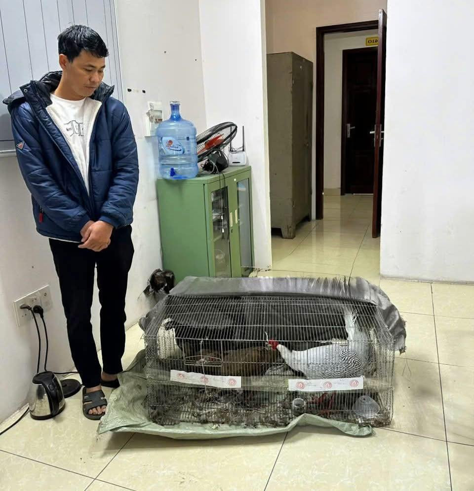Từ vụ nuôi, bán gà lôi trắng nhận án 6 năm tù: Cục Kiểm lâm chỉ cách nuôi đúng luật