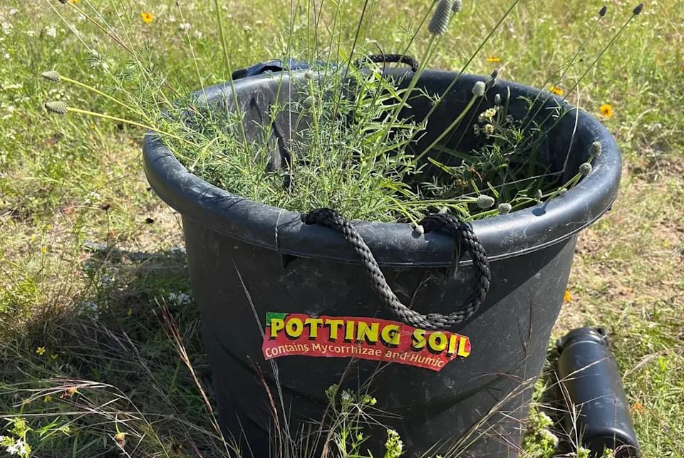 Students fill a bucket with plants from a prairie expected to be demolished. The rescued plants are covered in soil and kept moist until transplant.