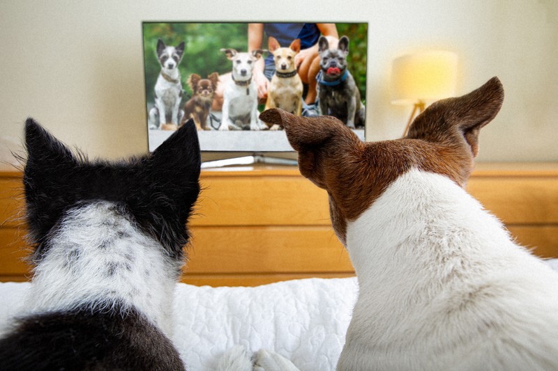 犬がテレビに示す反応は「性格」次第?　年齢や犬種関係なく　米国