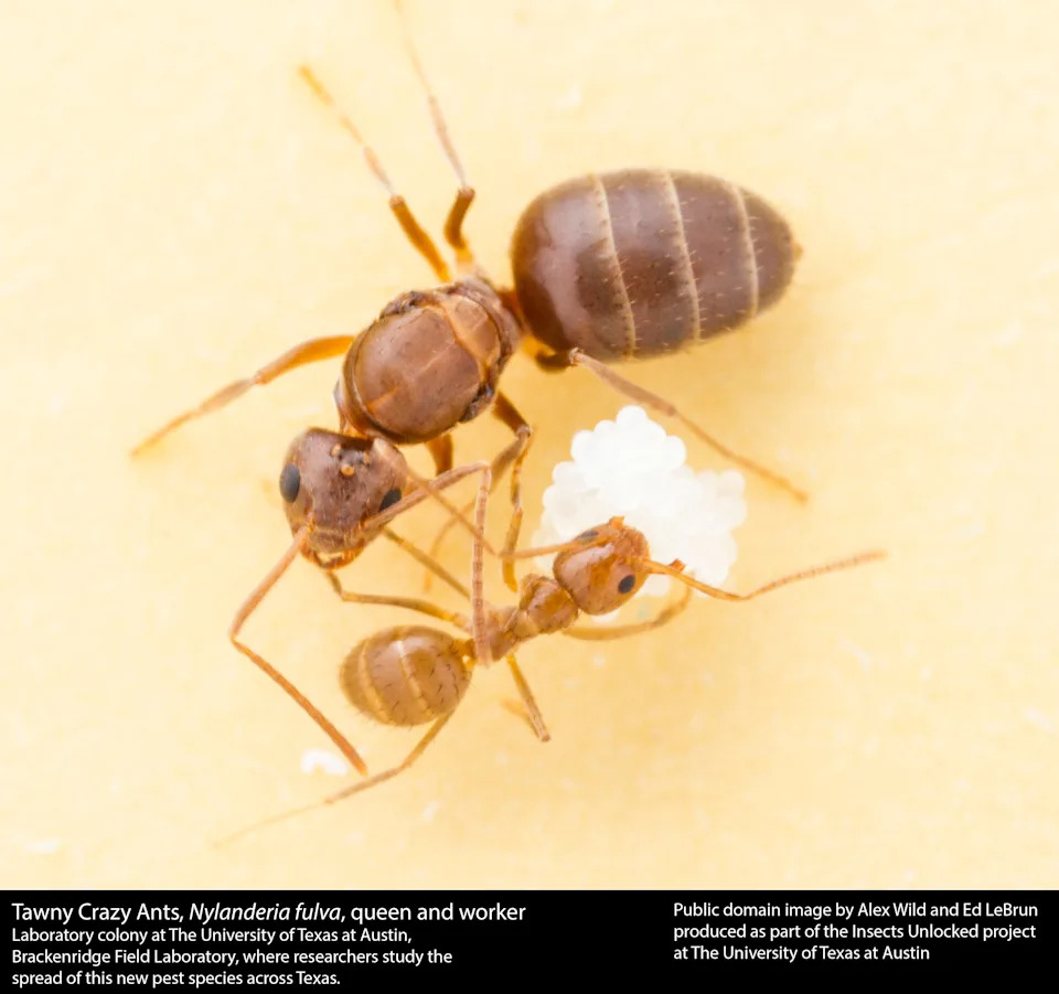 A queen and worker tawny crazy ant in a laboratory colony at The University of Texas at Austin, Brackenridge Field Laboratory.