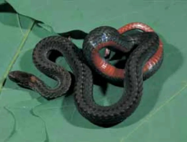 Northern redbelly snake (John MacGregor | Kentucky Department of Fish and Wildlife)