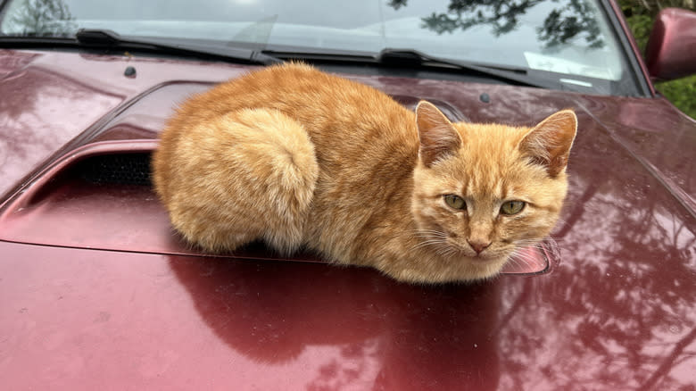 Cat sitting in a Toyota 4Runner hood scoop