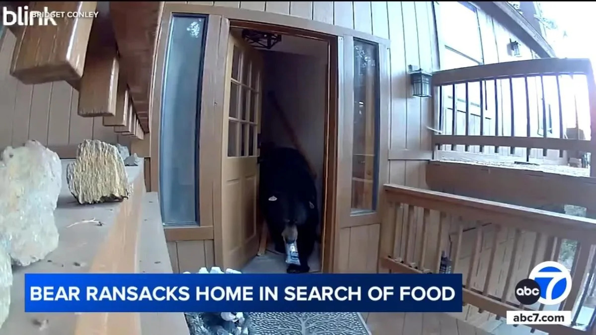 Watch: Bear breaks into California home, eats dog food, cookies and chips