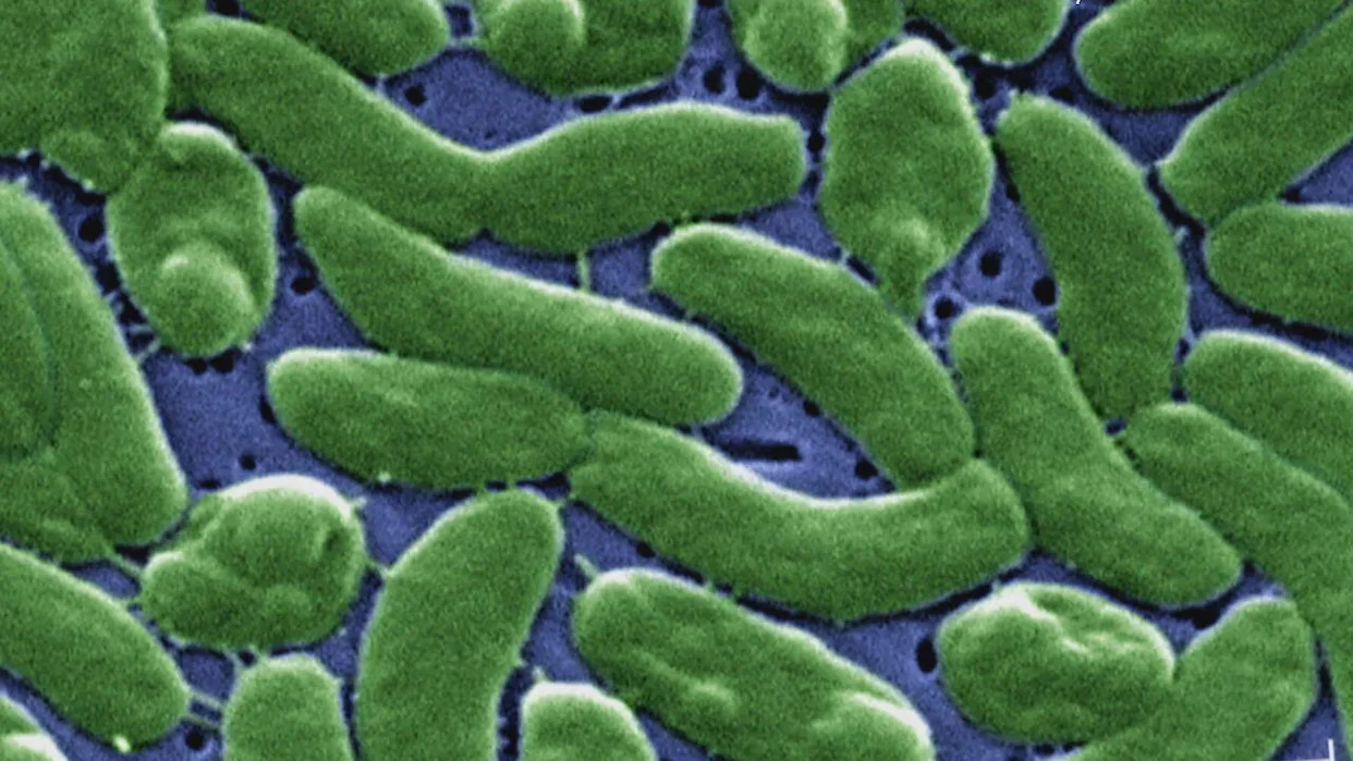 "Flesh-eating" bacteria risk increasing as ocean temperatures rise