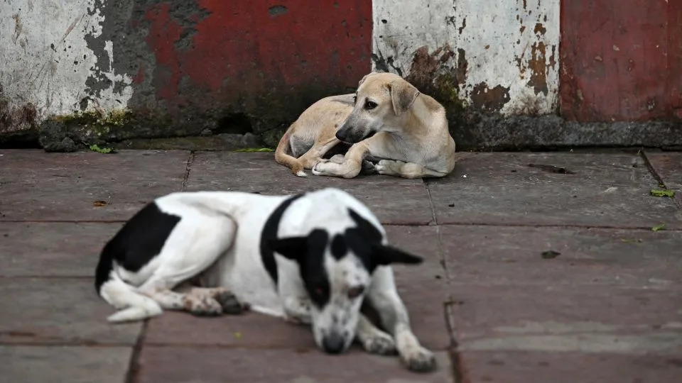 Stray dogs rest on a footpath in New Delhi on August 12, 2025. - Sajjad Hussain/AFP/Getty Images