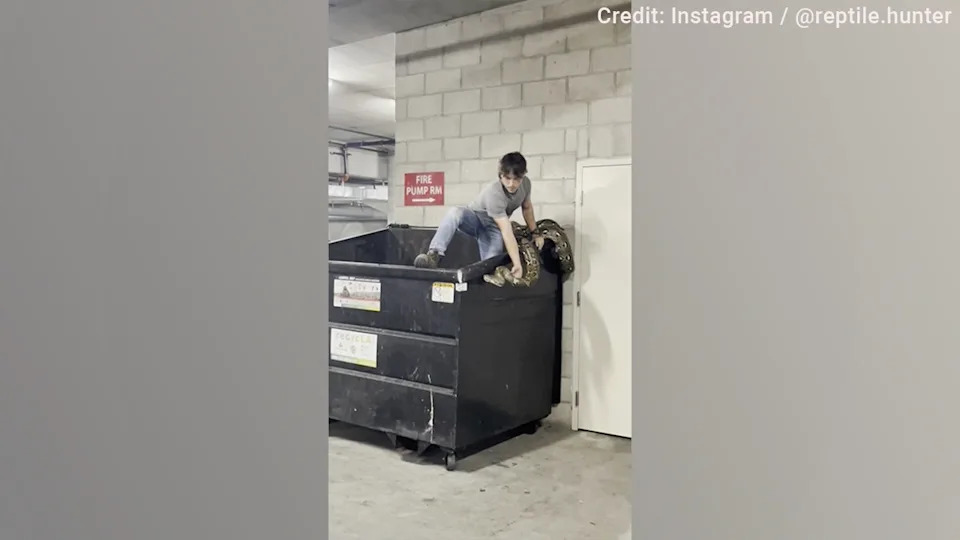 Reptile hunter climbs into apartment building dumpster to remove 16-foot python in Los Angeles