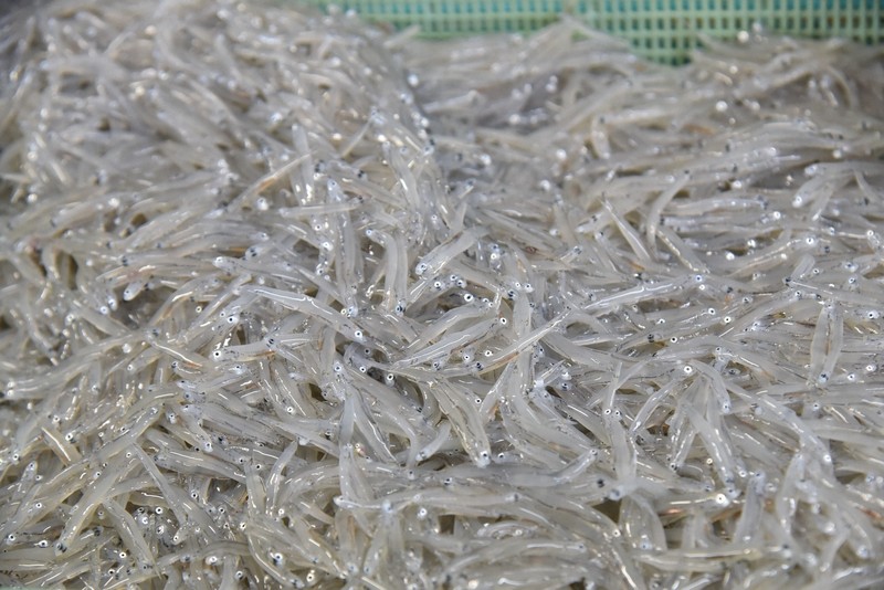 「きれいな海」と「豊かな海」は別　下水処理見直しシラス不漁解消へ