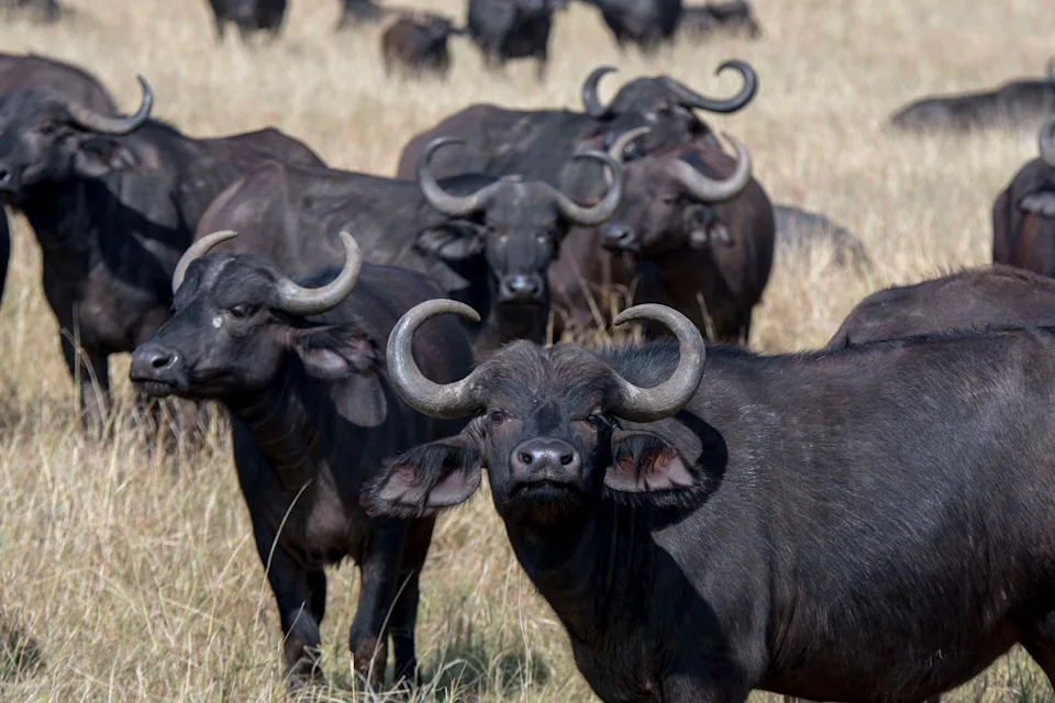 A herd of African buffaloes stands in a grassy field, some looking directly at the camera with curved horns visible