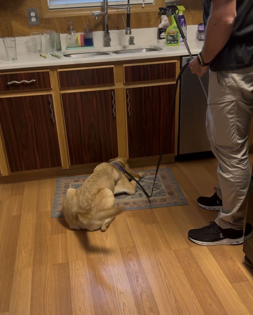 The Smiths tapped a highly trained hound to locate the problem areas in their abode. Kennedy News/@applfrittr11