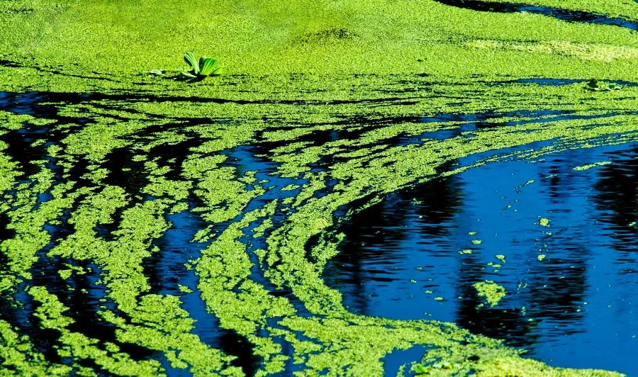 Public health advisory issued for Kansas lakes due to blue-green algae