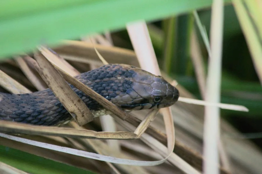 Green Water Snake or Nerodia cyclopion hidden in the wetlands of Sweetwater Wetlands Park in Gainesville, Florida. (natureexplorer2 | Getty Images)
