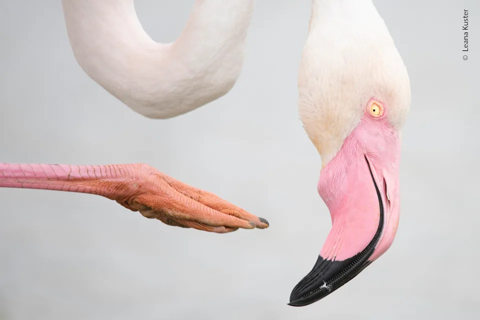 Wildlife Photographer of the Year 2025: Highly Commended