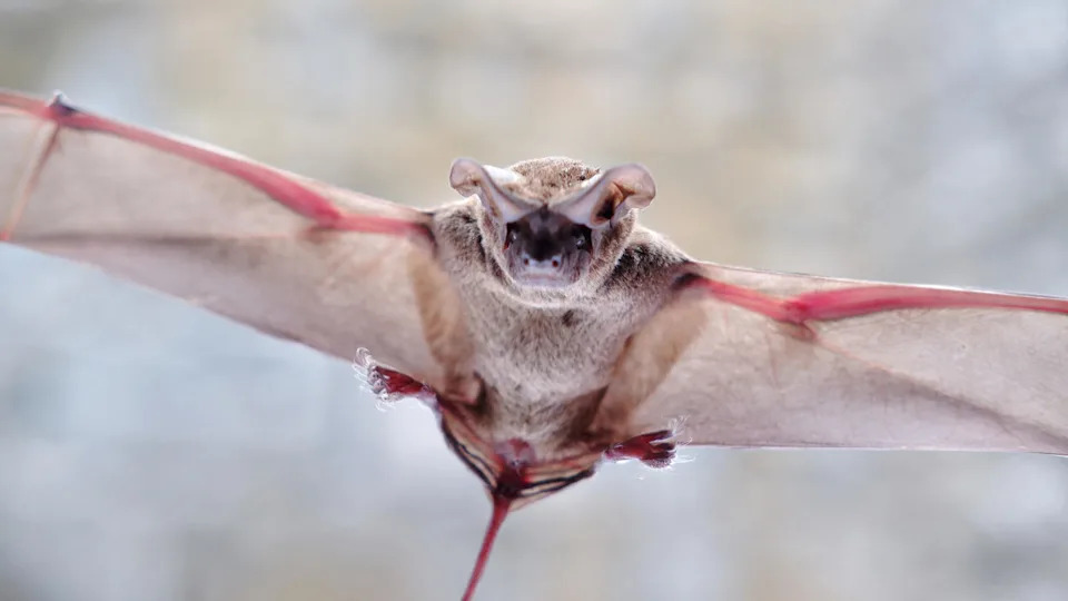 Tadarida brasiliensis known as Mexican free-tailed bat or Brazilian free-tailed bat on isolated white background (Poetra RH / Getty Images)