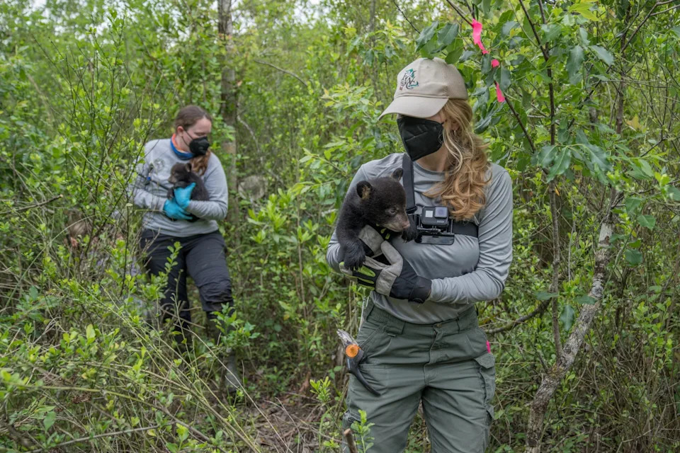 two people walking in woods holding baby bears