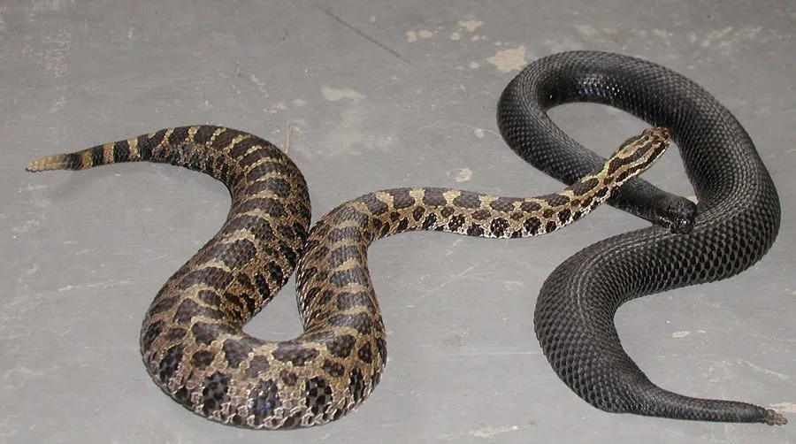 Massasauga snake