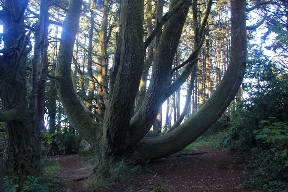 Trees at Harris Beach State Park near Brookings.