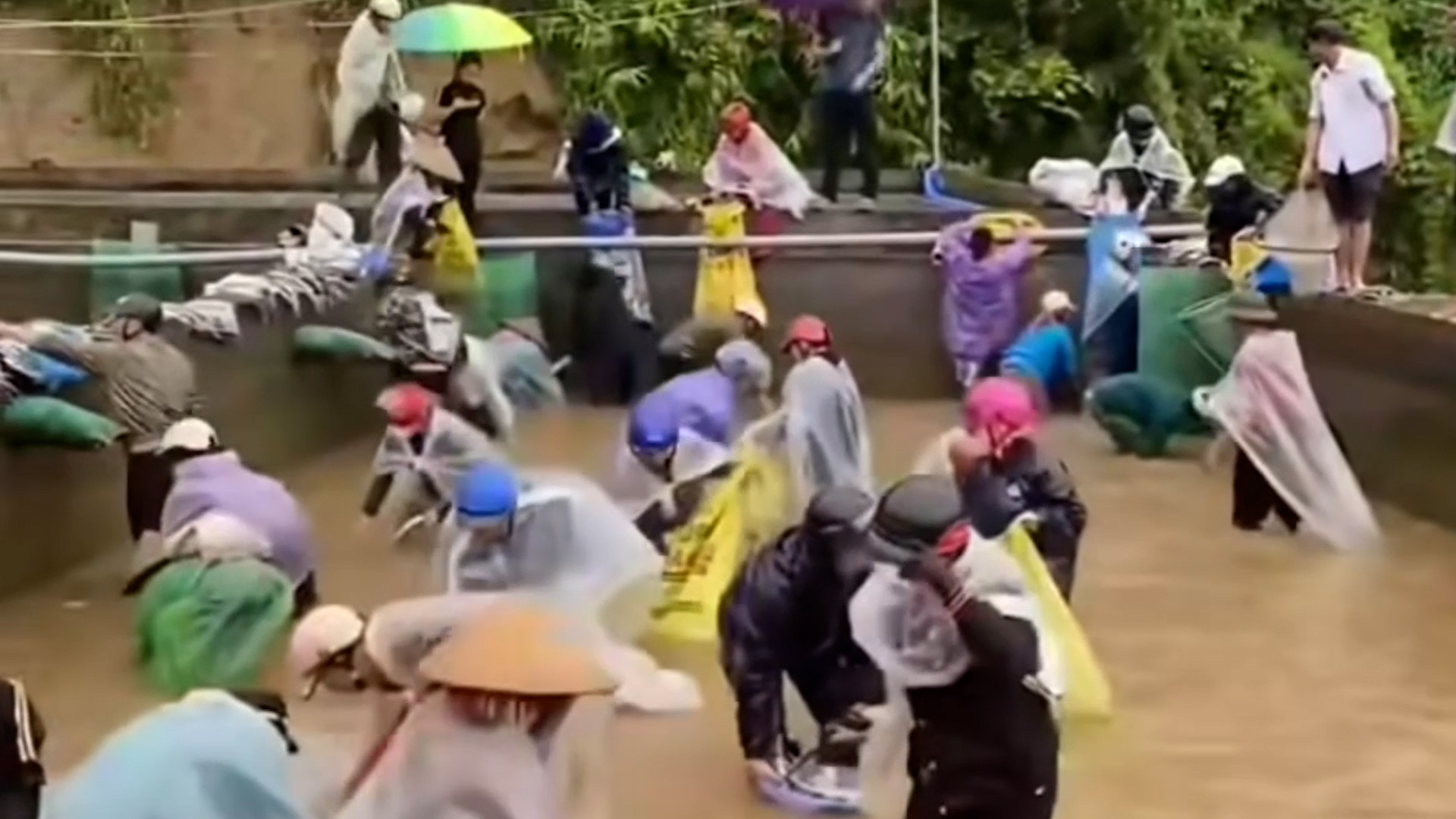 Nữ chủ trại nói sự thật về thông tin cả chục người nhảy xuống bể 'hôi của' cá tầm