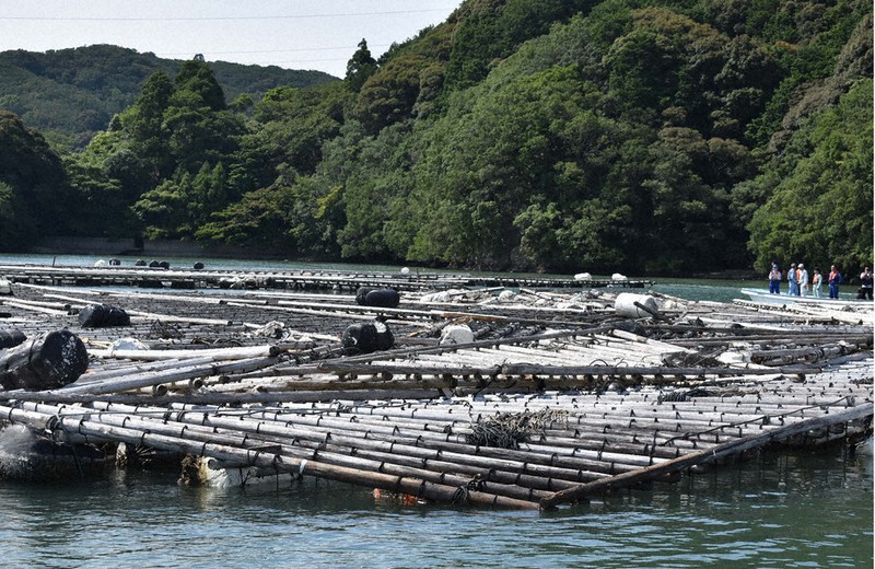 津波被害、カキ名産地に追い打ち　昨季は大量死　復旧作業へ　三重