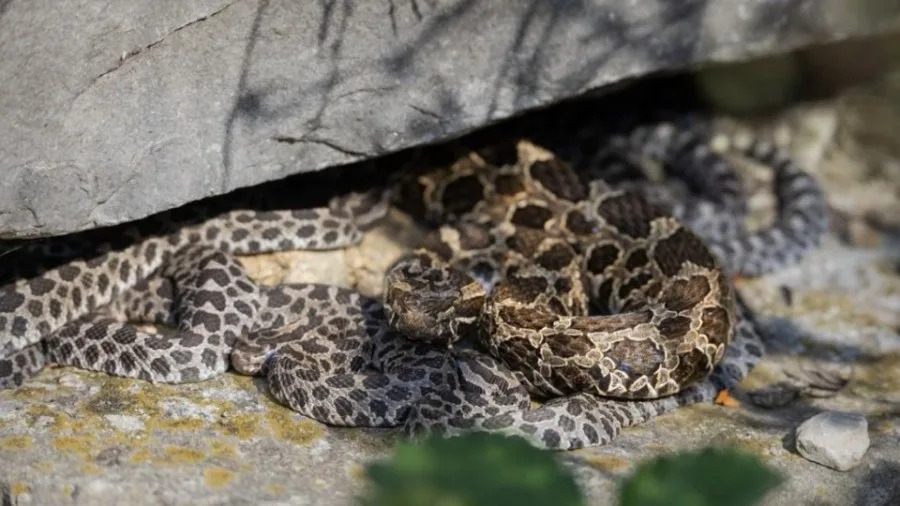 Gertie, an eastern massasauga rattlesnake, and her new brood of snakelets live at the Matthaei Botanical Gardens in Ann Arbor. (Courtesy University of Michigan Matthaei Botanical Gardens & Nichols Arboretum)