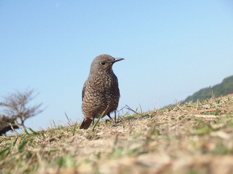 「光害」で野鳥が夜更かし?　鳴く時間1時間長く　米研究チーム
