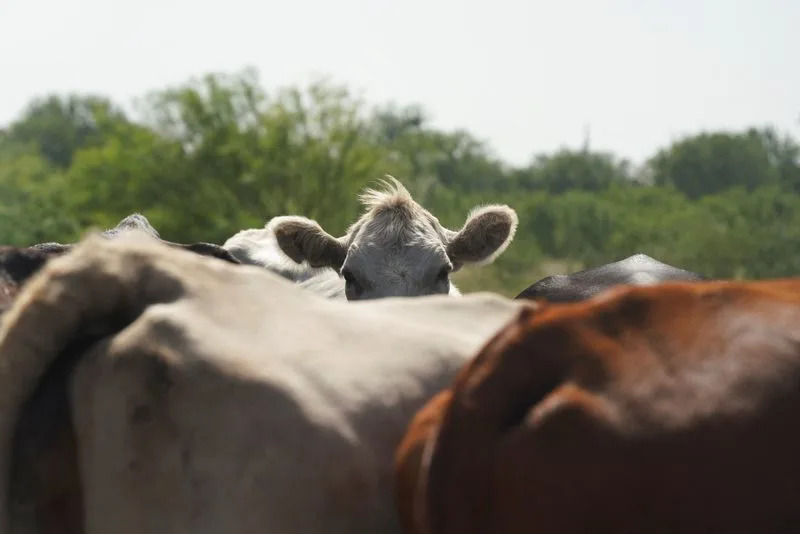 In Texas cattle country, ranchers brace for flesh-eating screwworms