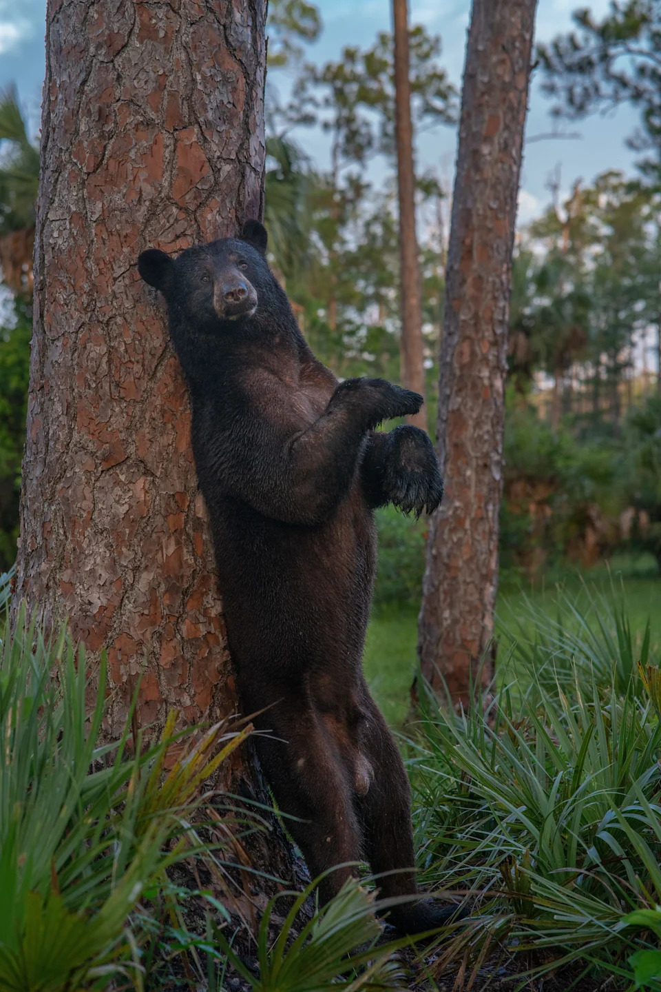 A scene from "Florida Bear Tracks": Primarily for scent-marking, Florida Black Bears rub up against pine trees to communicate their presence and territory to other bears, and also scratching an itch is most likely a secondary benefit.