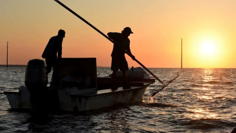 Florida’s Apalachicola Bay given preliminary approval to reopen for oyster harvesting