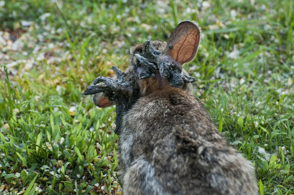 Vadnais Heights, Minnesota, Eastern Cottontail rabbit, Sylvilagus floridanus, Rabbit with the papilloma virus (CRPV), or Shope papilloma virus.