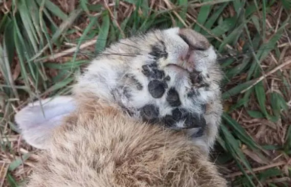 Rabbit with tentacles in Colorado? See if these infected rabbits have been spotted in Florida