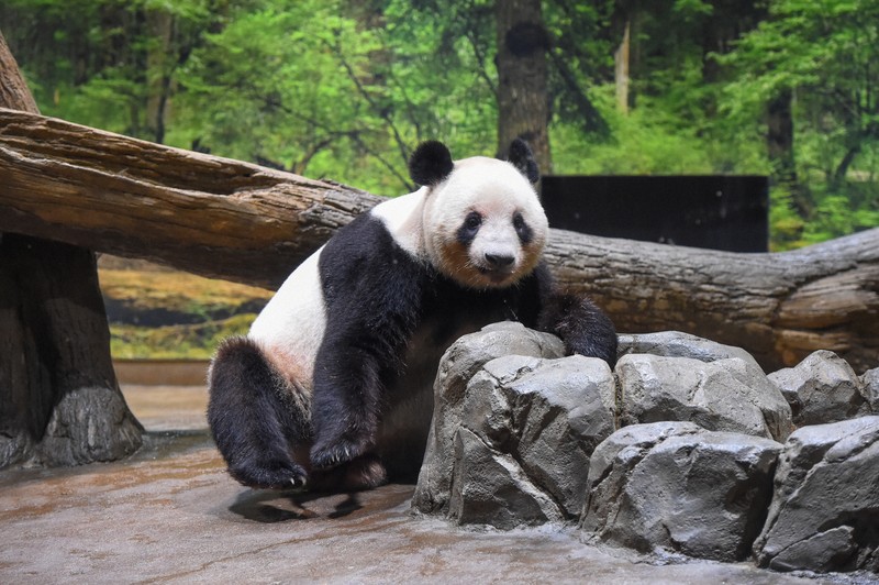 上野動物園の双子パンダ、冷房が利いた室内で健康状態は良好