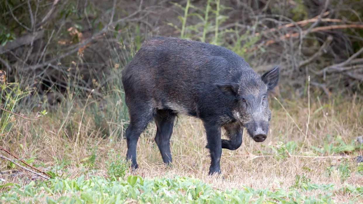 Wild pigs’ guts are turning blue in California