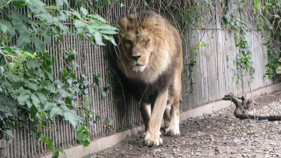 Denmark zoo asks people to donate unwanted pets to feed predators and imitate ‘natural food chain’