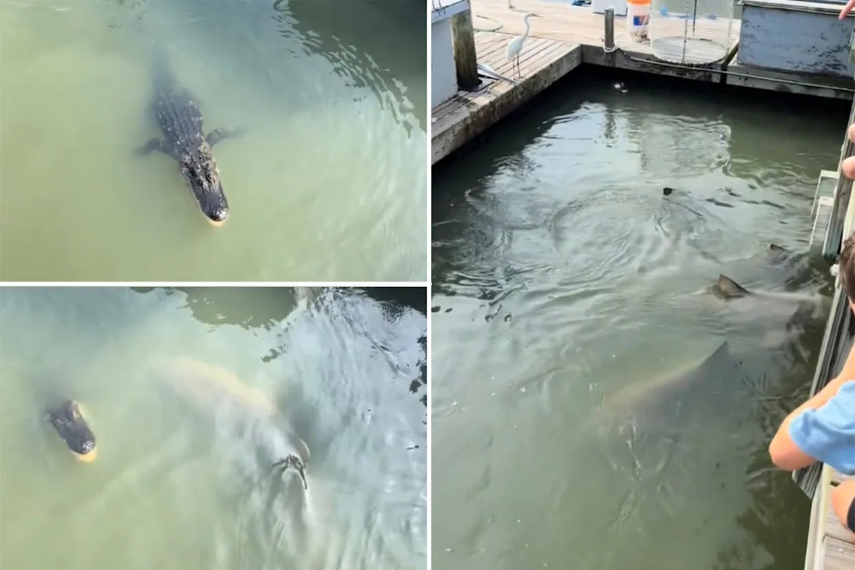 Sharks and alligators bizarrely spotted swimming together in South Carolina: video